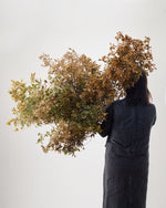 ［BIGボタニカル｜ドライ］アセビ　アンティーク