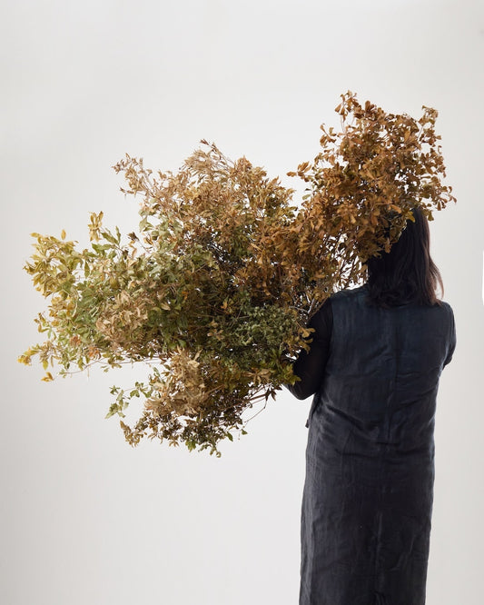 ［BIGボタニカル｜ドライ］アセビ　アンティーク