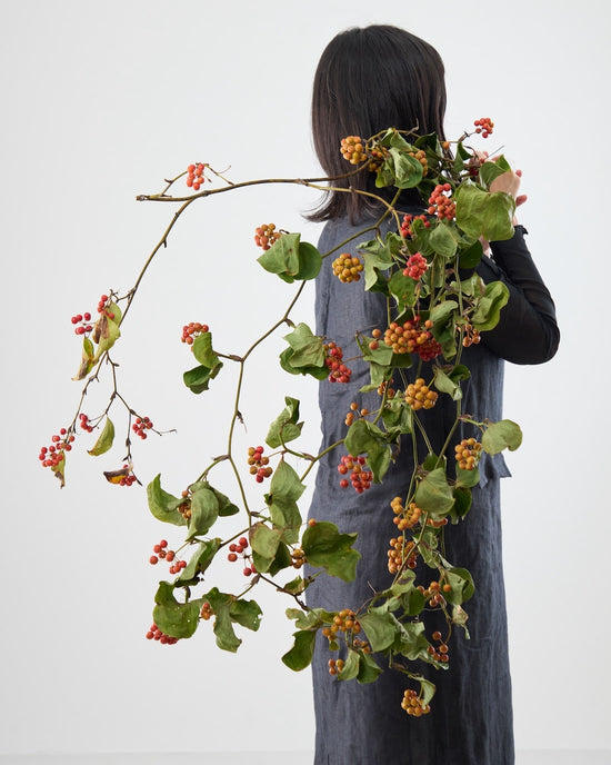 ［BIGボタニカル｜ドライ］サンキライ