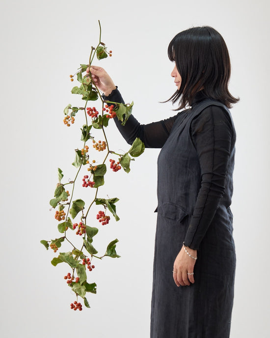 ［BIGボタニカル｜ドライ］サンキライ