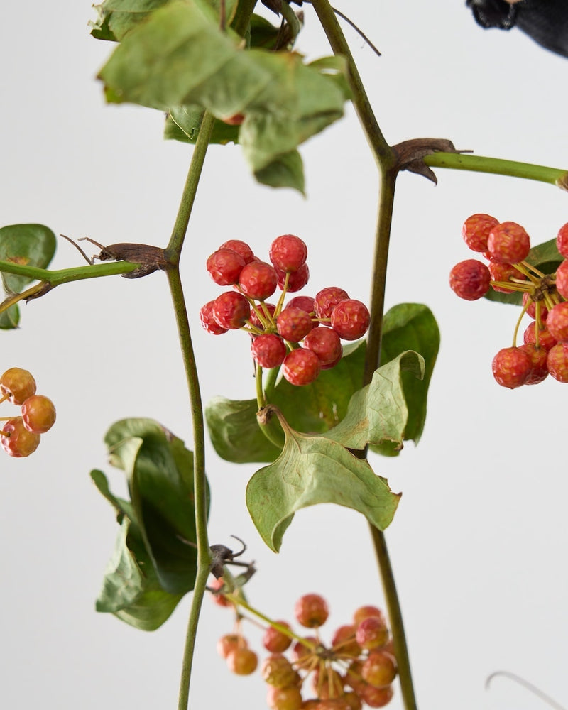 お部屋に映える、鮮やかなレッド