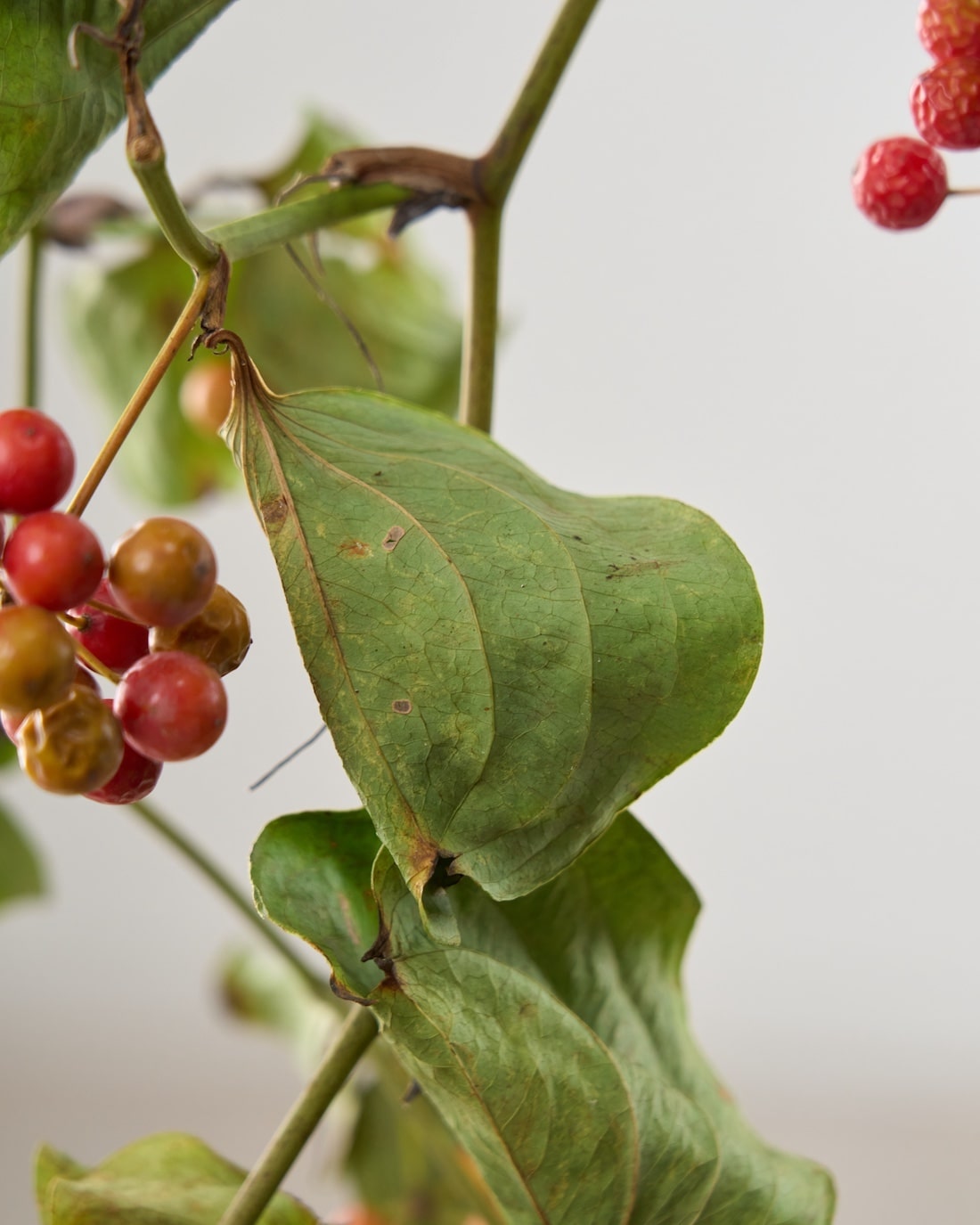 BIGボタニカル｜ドライ］サンキライ 商品ページ - 土と風の植物園