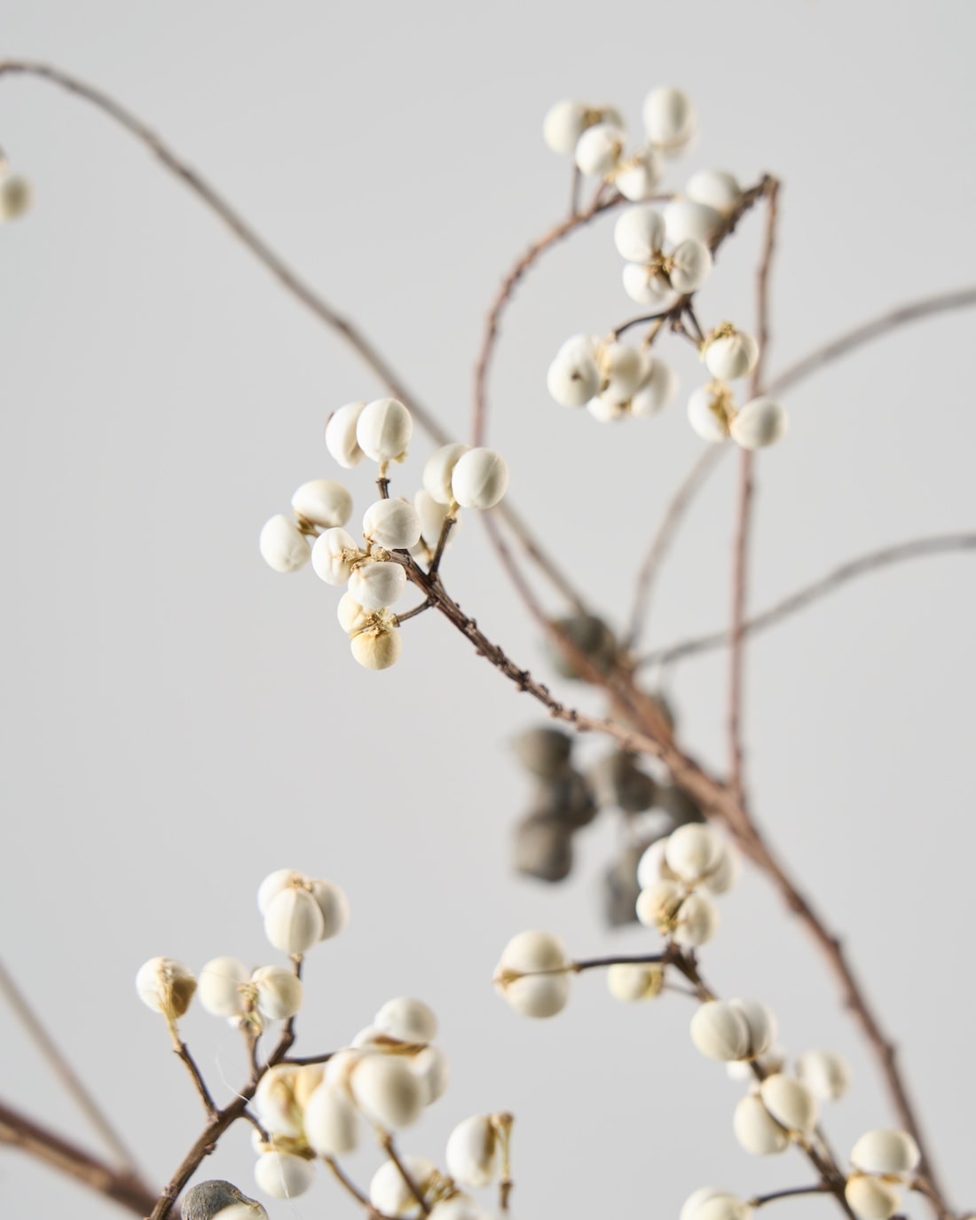 ［ドライフラワー］ナンキンハゼ