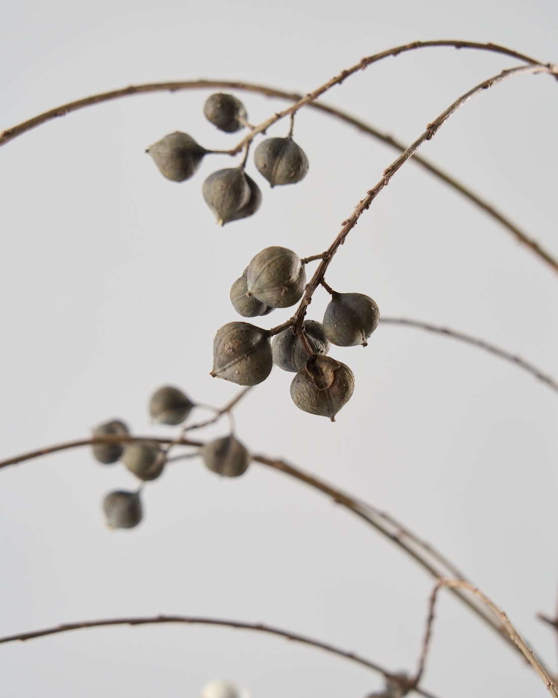 ［ドライフラワー］ナンキンハゼ