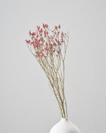 ［ドライフラワー］宿根スターチス