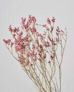［ドライフラワー］宿根スターチス