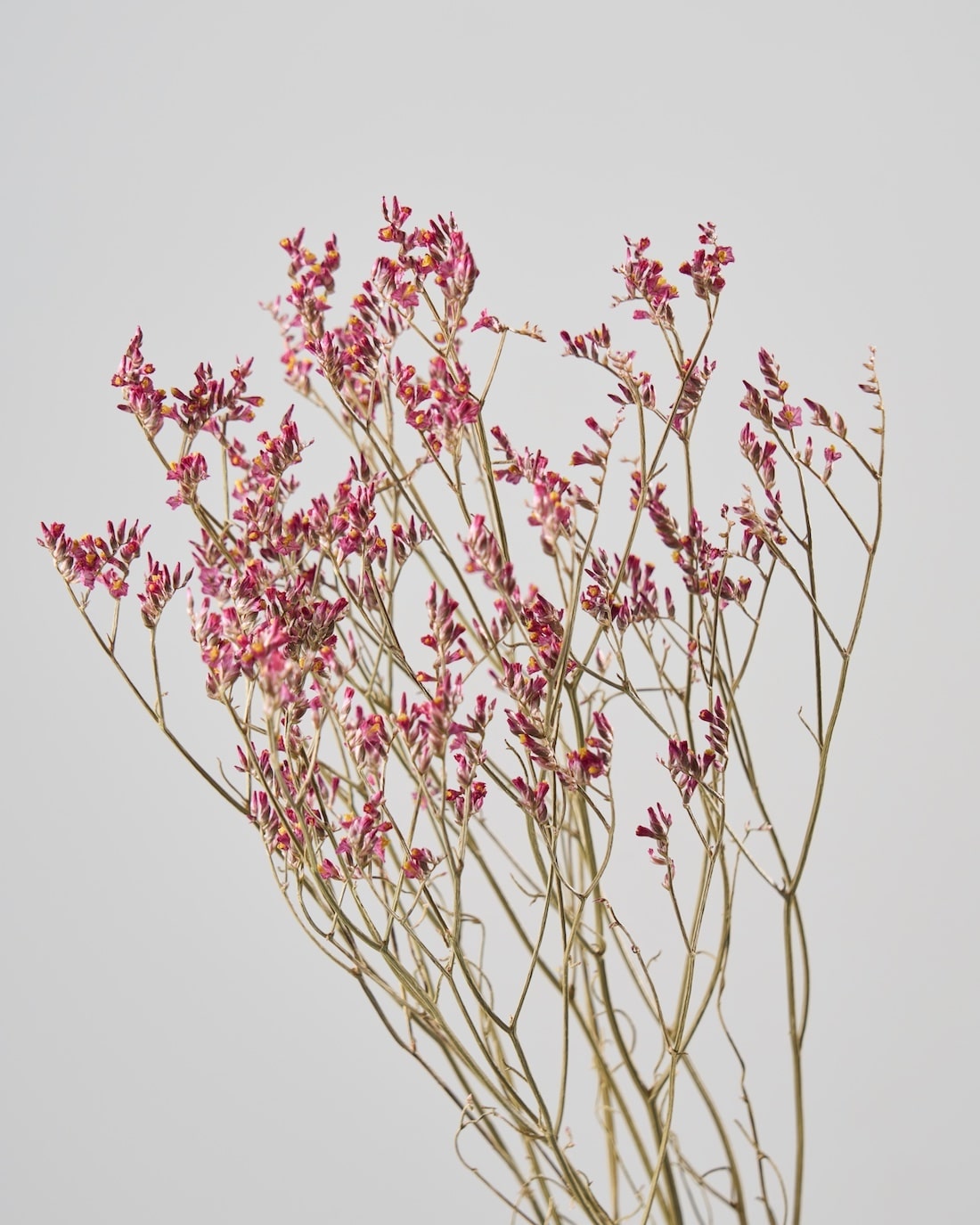 ［ドライフラワー］宿根スターチス