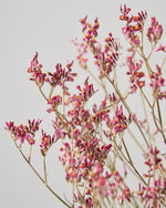 ［ドライフラワー］宿根スターチス