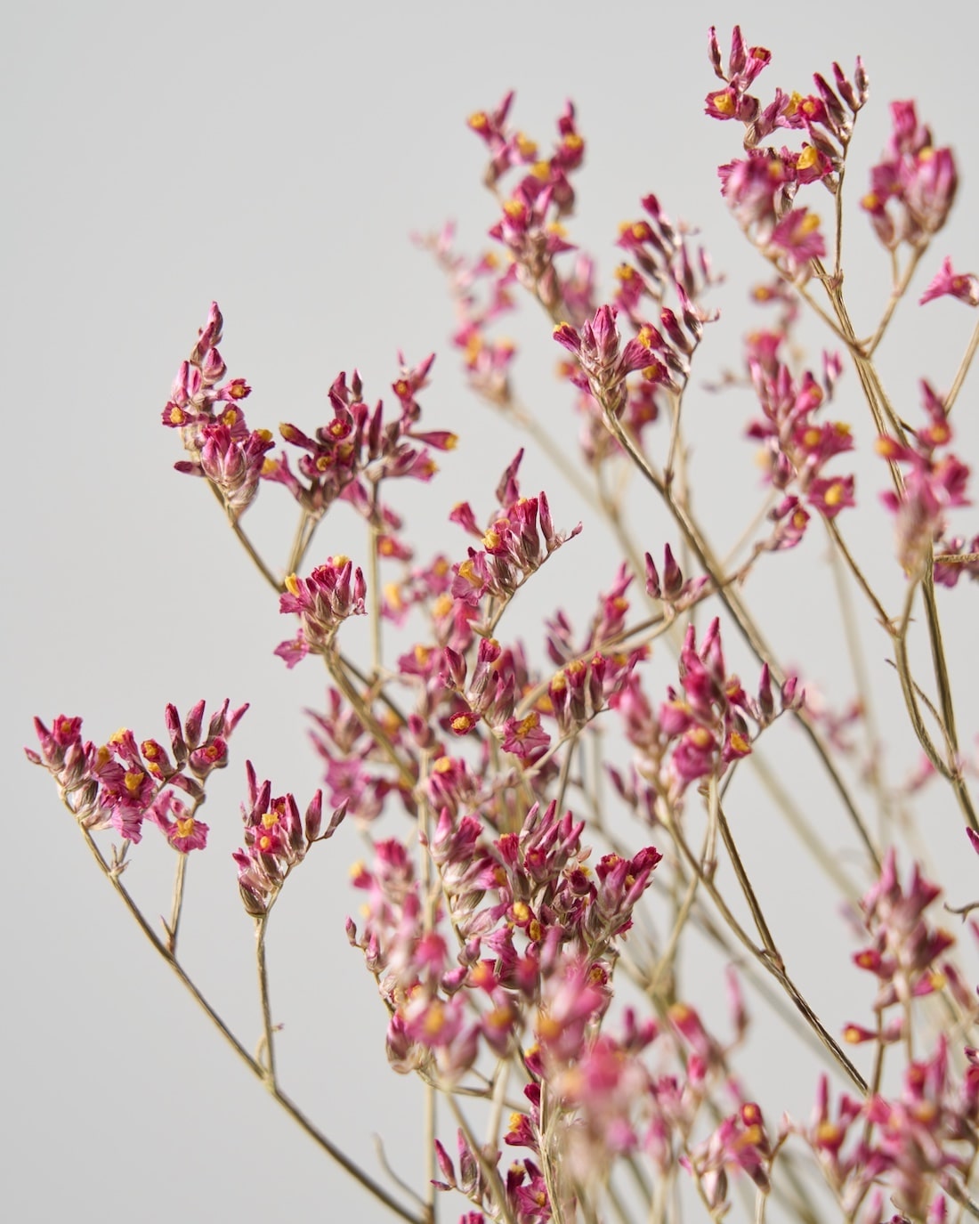 ［ドライフラワー］宿根スターチス