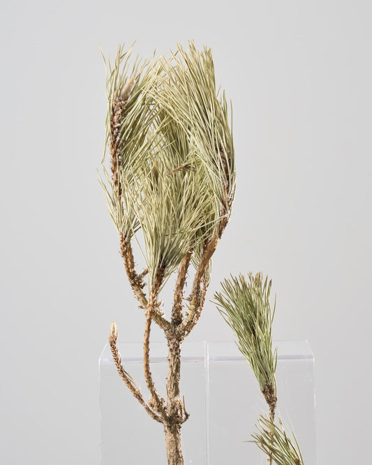 ［ドライフラワー］根引松