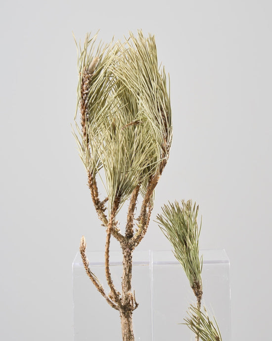 ［ドライフラワー］根引松