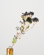 ［ドライフラワー］ティナスベリー（再入荷予定あり）