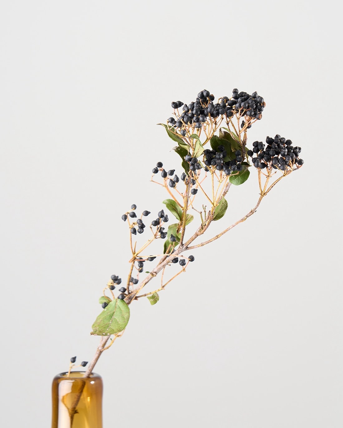 ドライフラワー］ティナスベリー商品ページ - 土と風の植物園