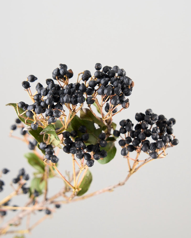 ダークカラーのオシャレな実もの