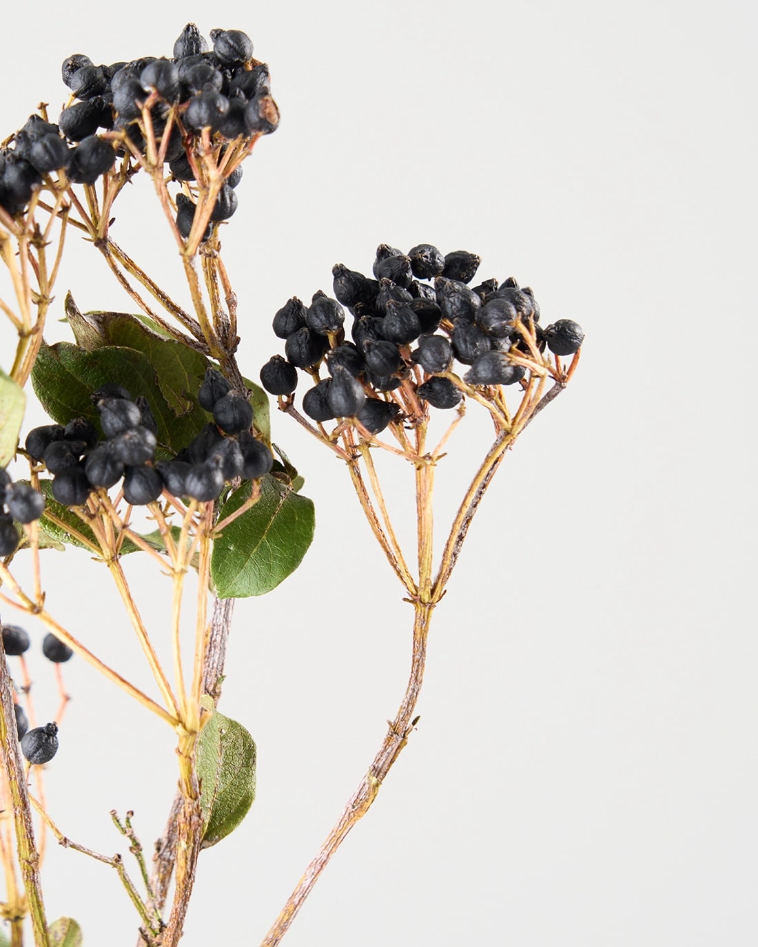 ［ドライフラワー］ティナスベリー（再入荷予定あり）