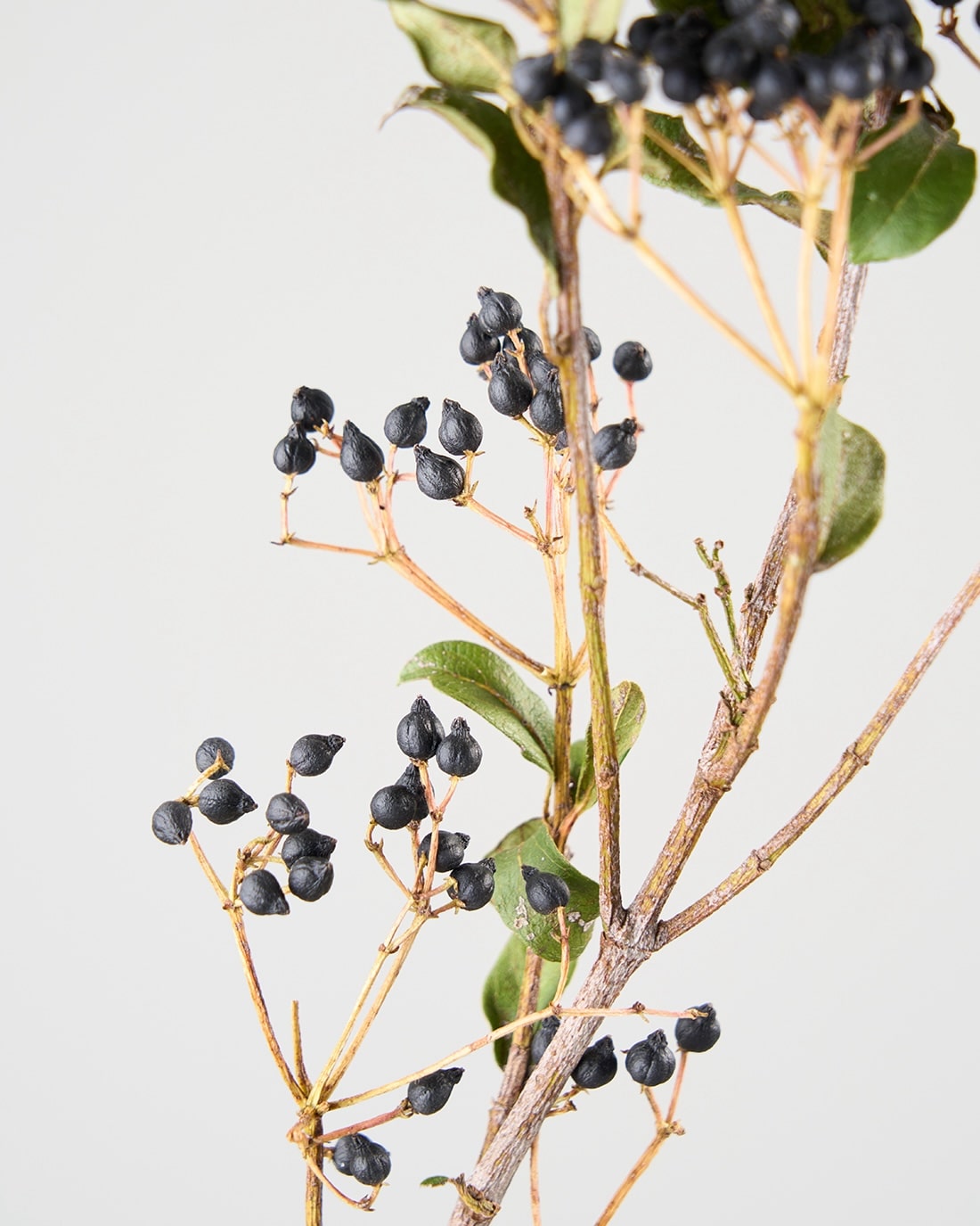 ［ドライフラワー］ティナスベリー（再入荷予定あり）