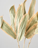 ［ドライフラワー］熊笹