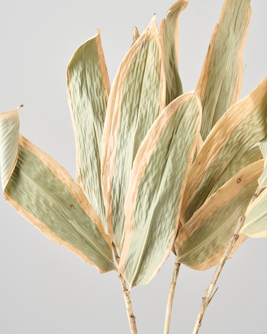 ［ドライフラワー］熊笹