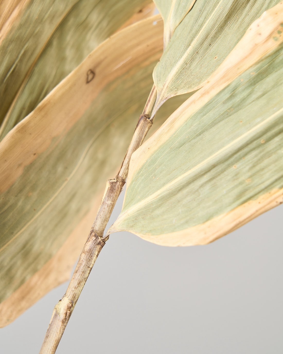 ［ドライフラワー］熊笹