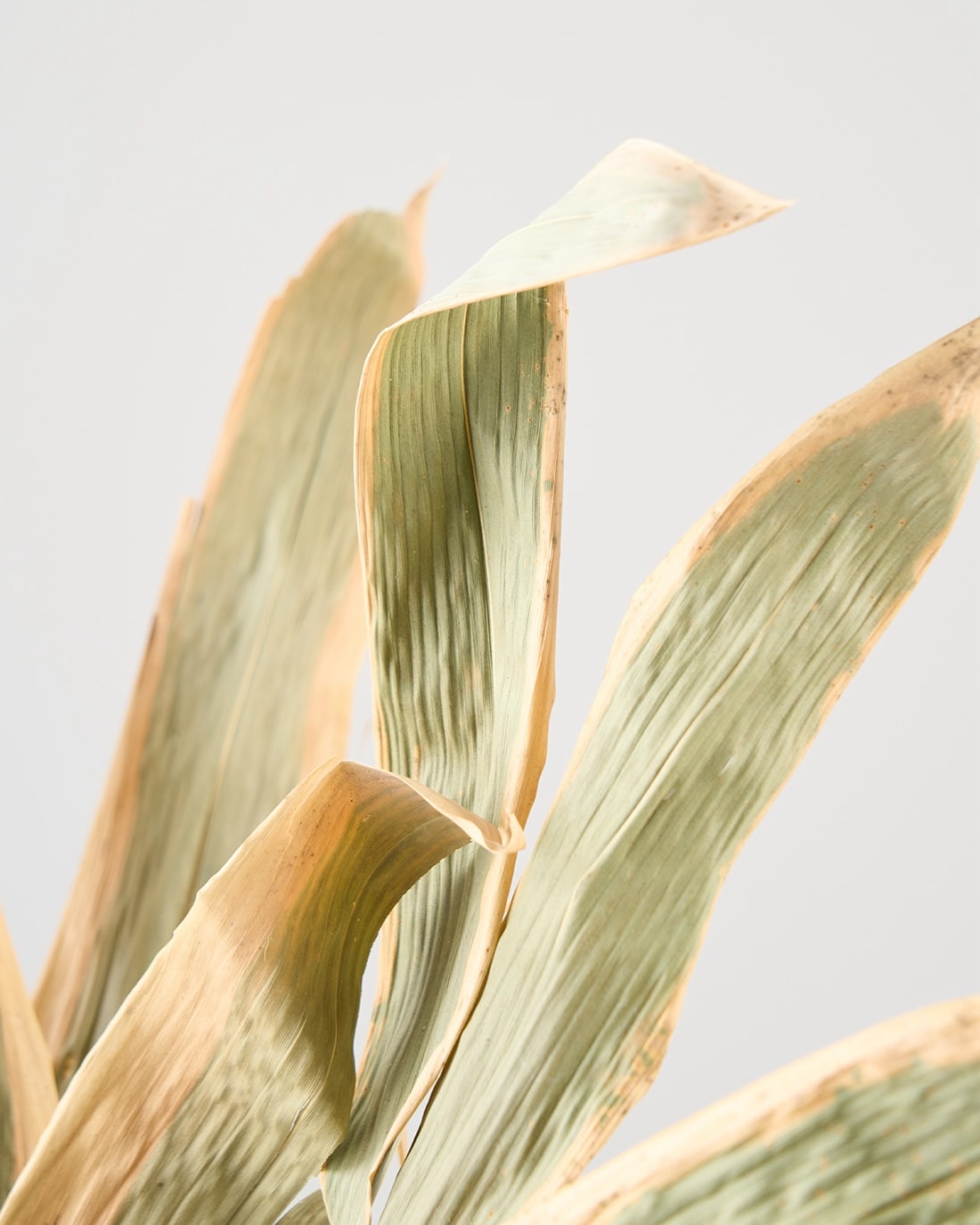 ［ドライフラワー］熊笹