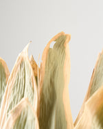 ［ドライフラワー］熊笹