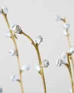 ［ドライフラワー］ユーカリ グロボラス