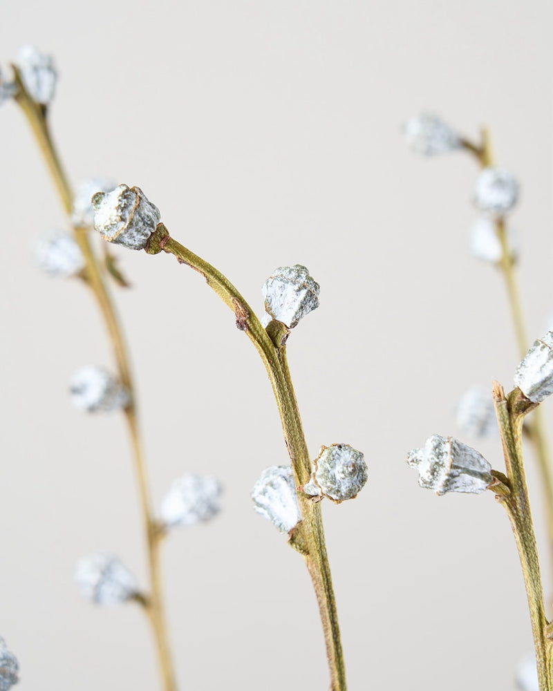 個性的な実をつける、ユーカリの仲間