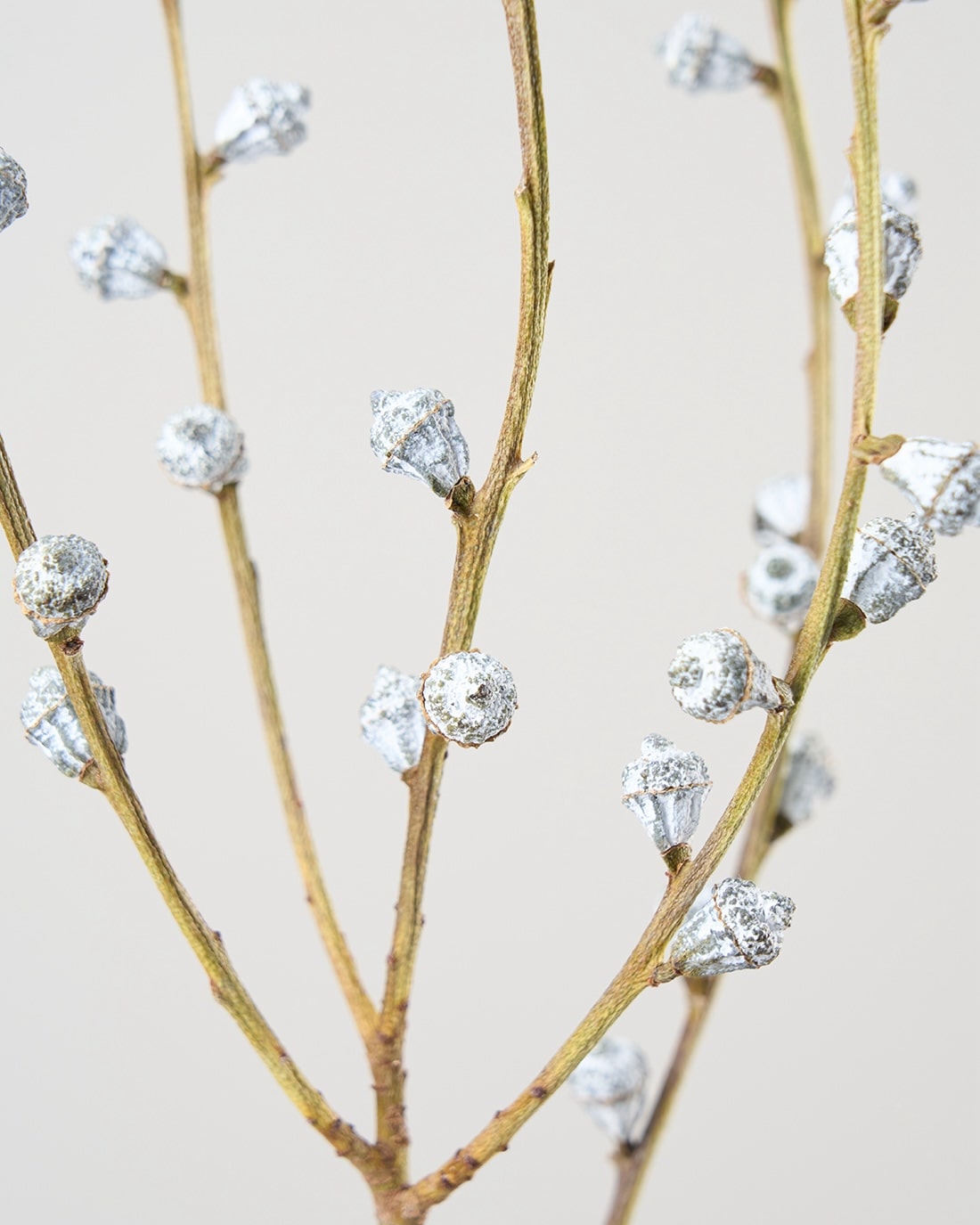 ［ドライフラワー］ユーカリ グロボラス