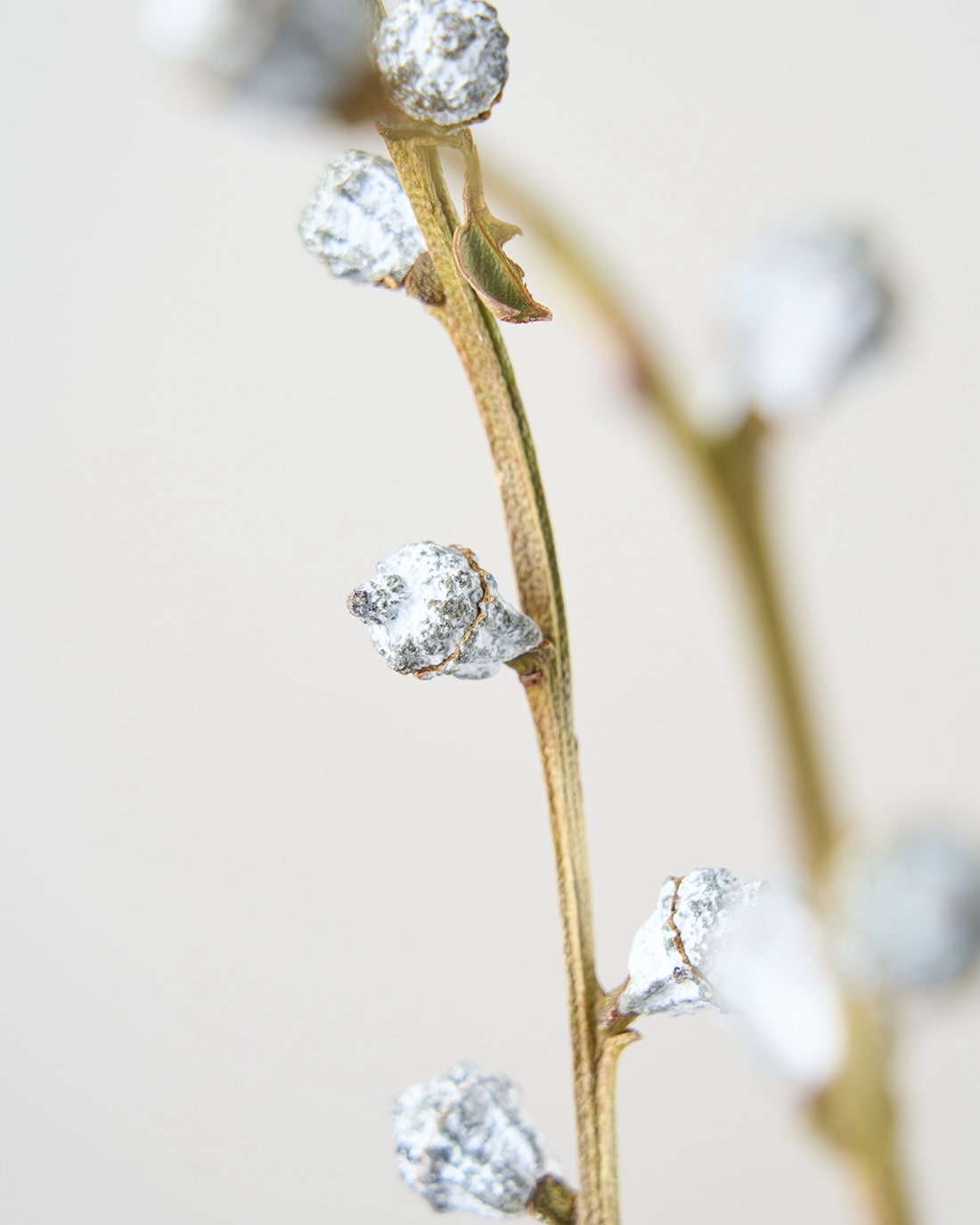 ［ドライフラワー］ユーカリ グロボラス