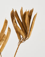 ［ドライフラワー］ベルベットビーンズ