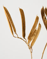 ［ドライフラワー］ベルベットビーンズ