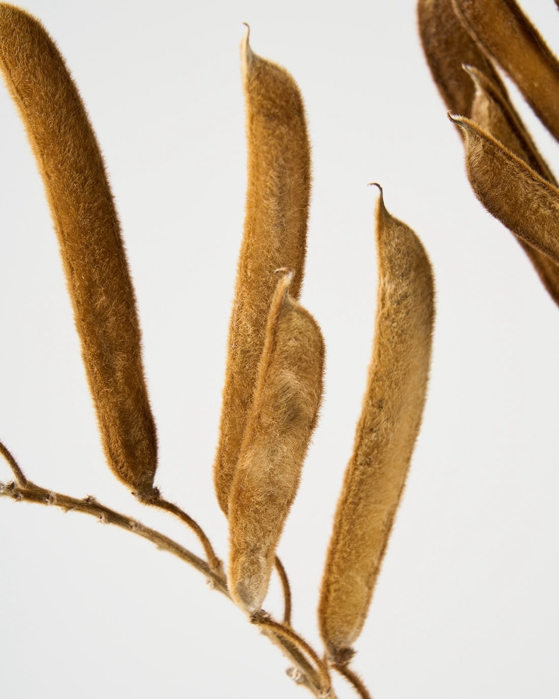 ［ドライフラワー］ベルベットビーンズ