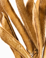 ［ドライフラワー］ベルベットビーンズ