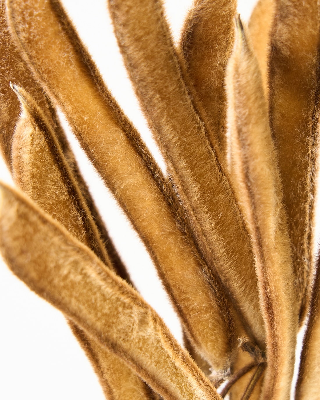 ［ドライフラワー］ベルベットビーンズ