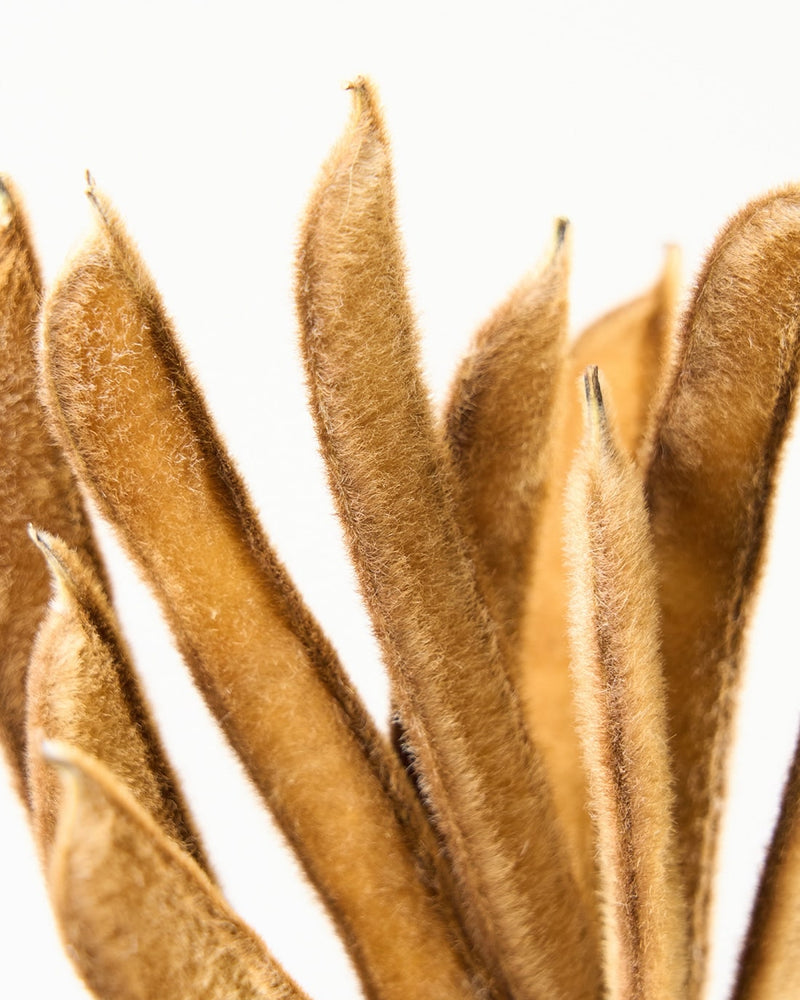 やわらかな毛並みが美しい。ベルベットビーンズ