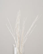 ［ドライフラワー］ほうき草　ホワイト