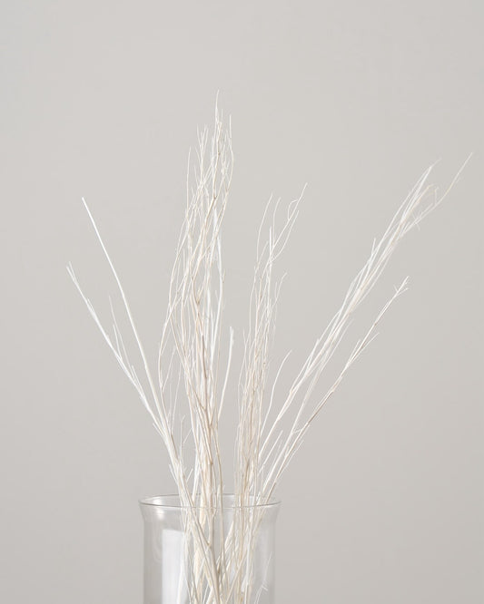 ［ドライフラワー］ほうき草　ホワイト