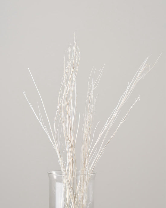 ［ドライフラワー］ほうき草　ホワイト