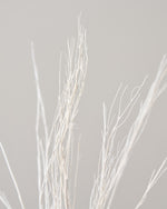 ［ドライフラワー］ほうき草　ホワイト