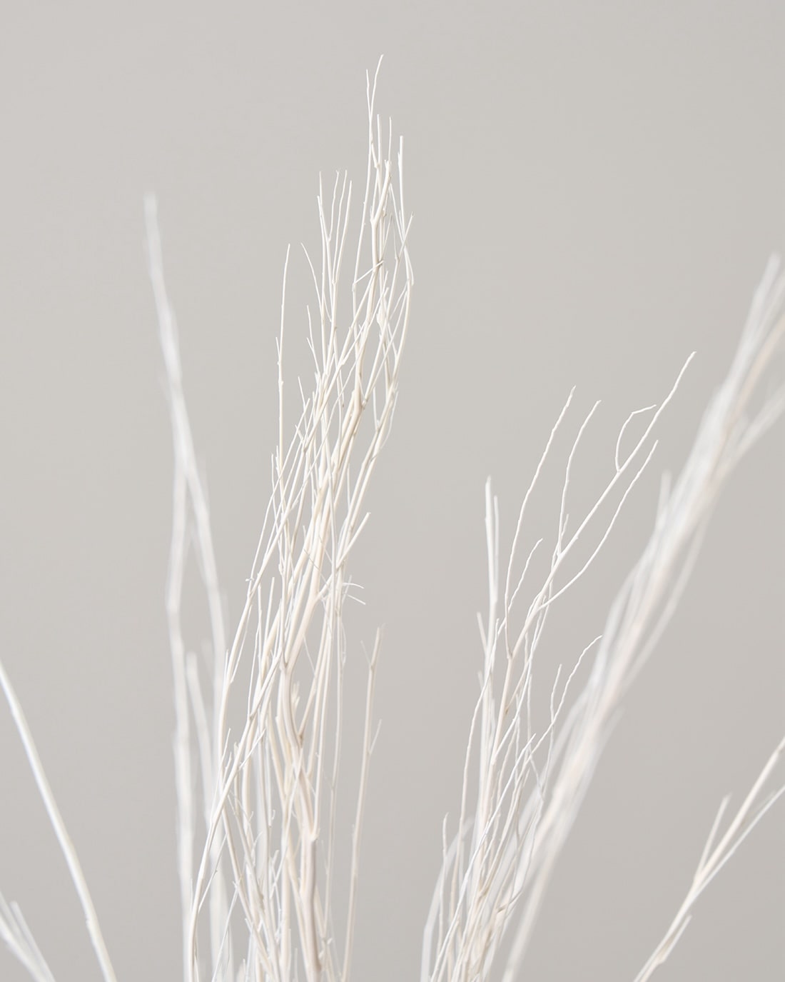 ［ドライフラワー］ほうき草　ホワイト