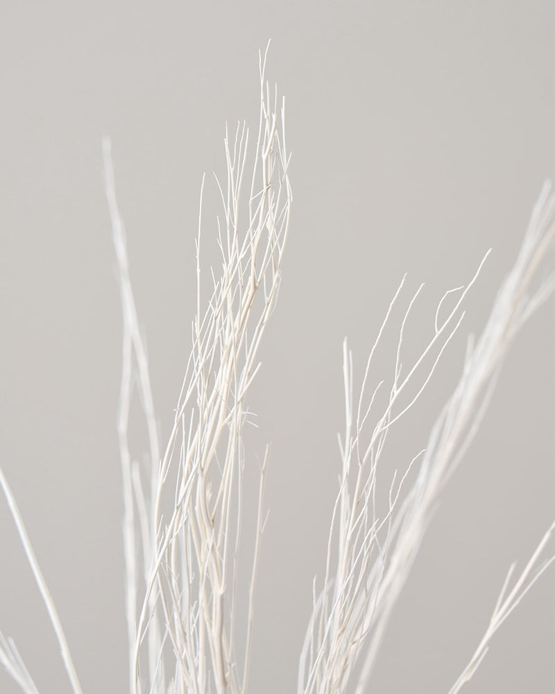 晒し加工した、ホワイトのほうき草