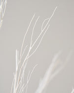 ［ドライフラワー］ほうき草　ホワイト