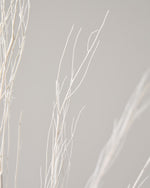 ［ドライフラワー］ほうき草　ホワイト