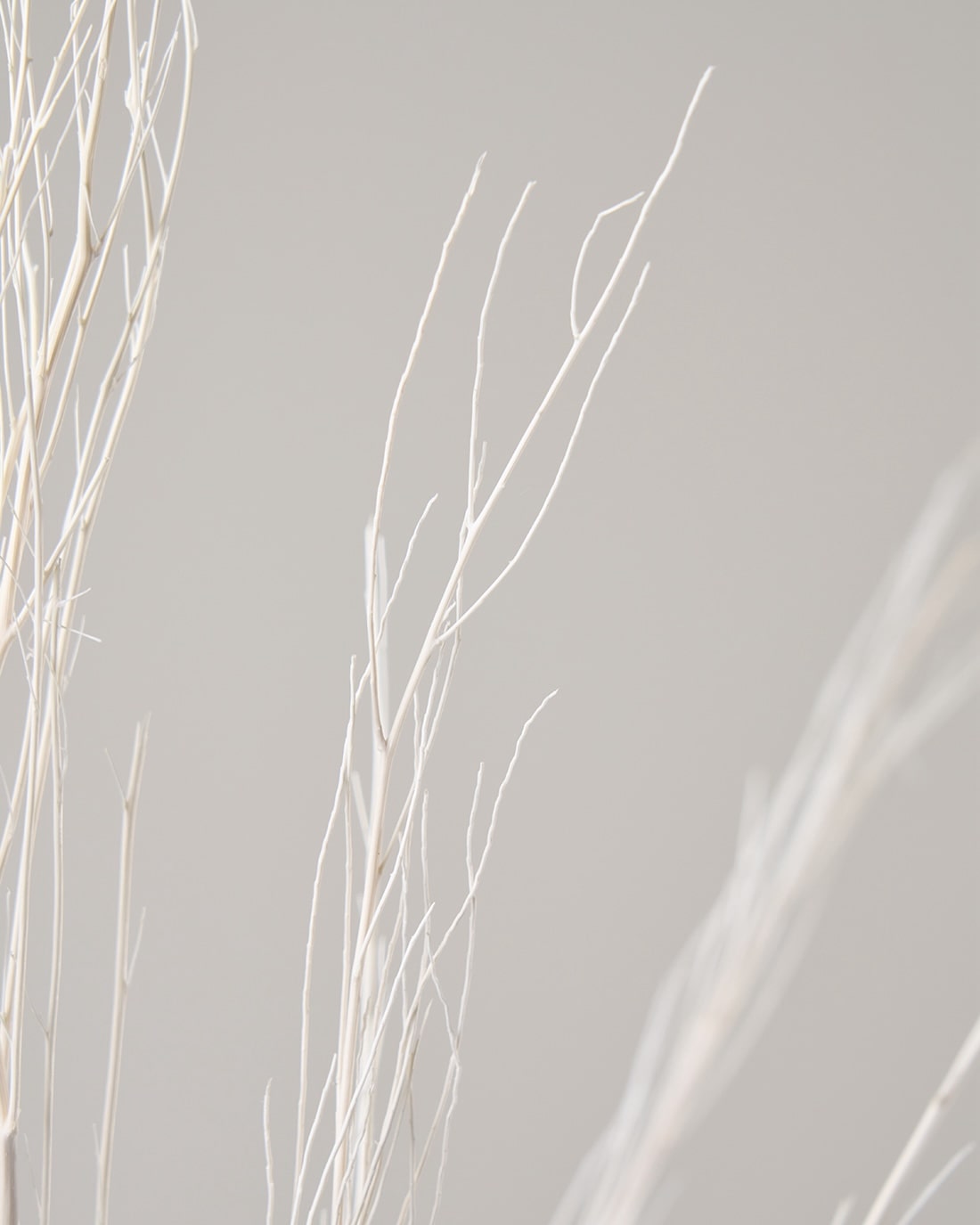 ［ドライフラワー］ほうき草　ホワイト