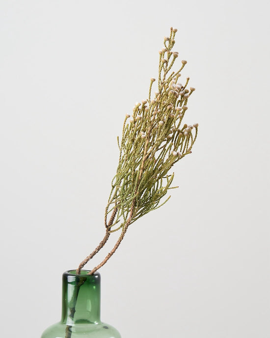 ［ドライフラワー］ブルニア スプレー