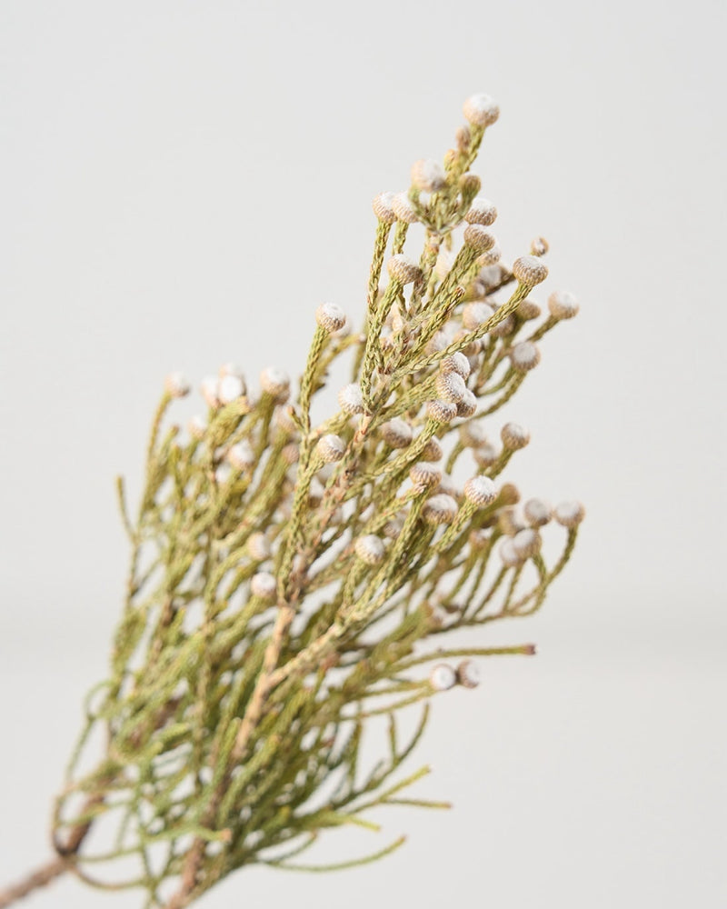 銀白色の実が美しいワイルドフラワー