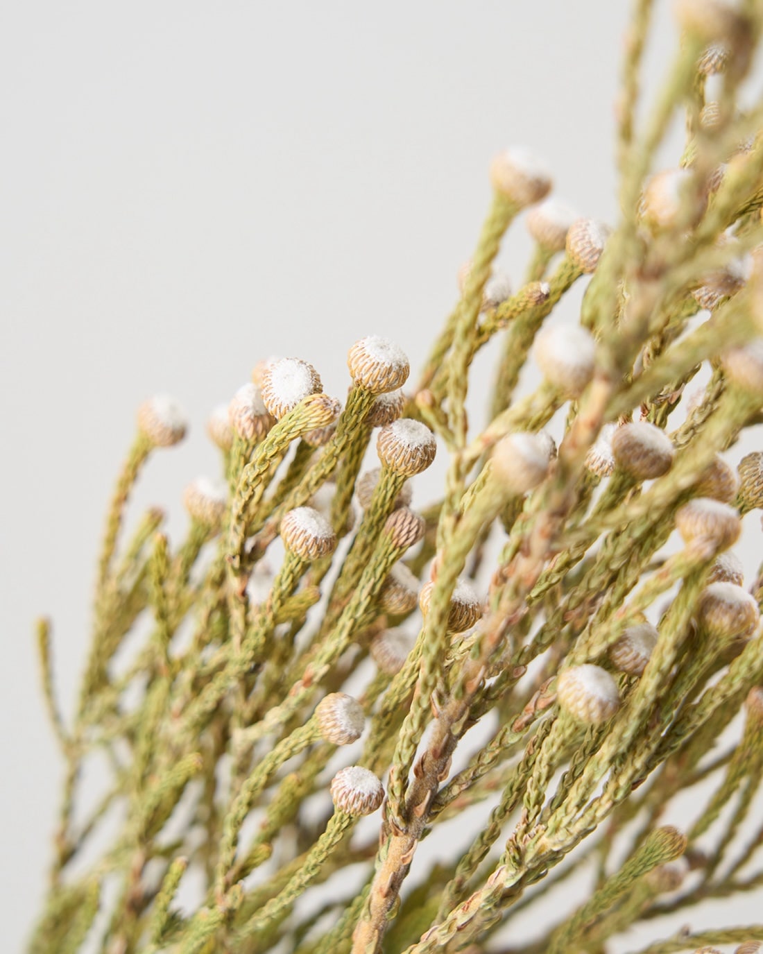 ［ドライフラワー］ブルニア スプレー