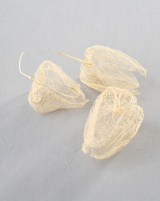 ［ドライフラワー］透かしほおずき＜夏の残り香＞