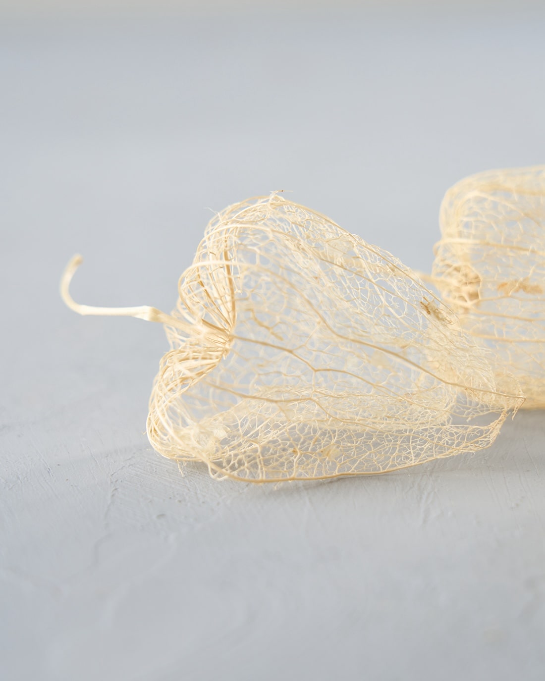 ［ドライフラワー］透かしほおずき＜夏の残り香＞