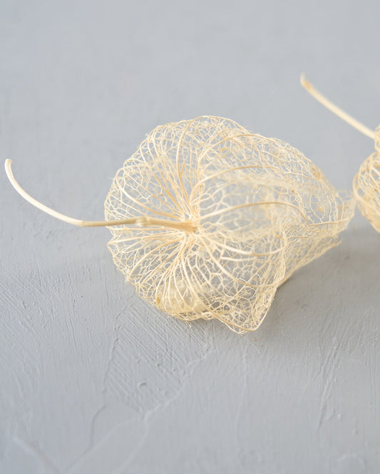 ［ドライフラワー］透かしほおずき＜夏の残り香＞